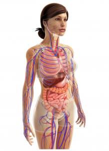 Human body cross section