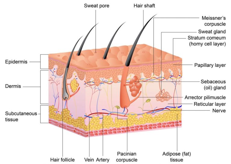 Skin 101 by Dr. Michelle Jeffires,