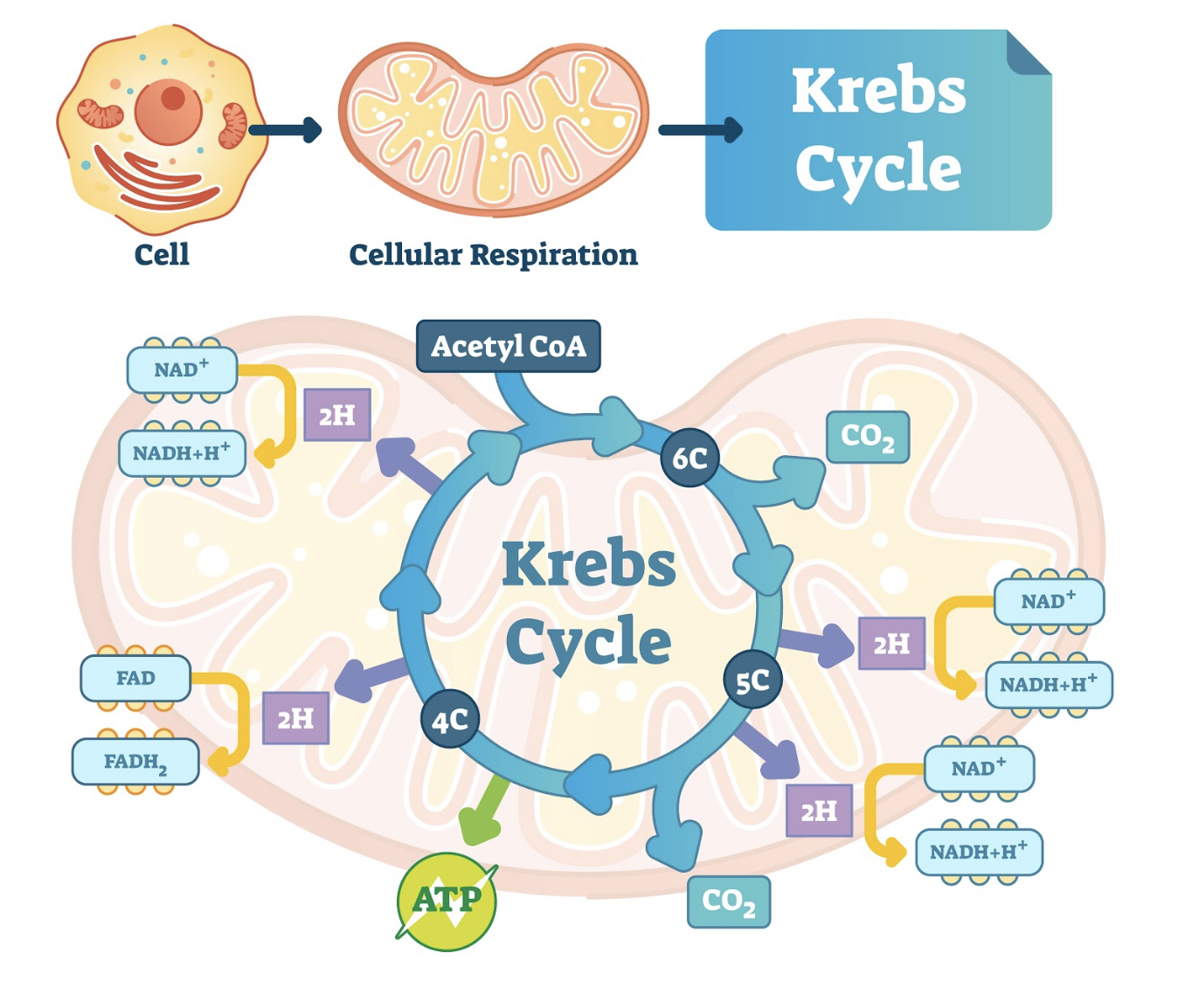 how-mitochondria-function-affects-skin-and-promotes-anti-aging-dr