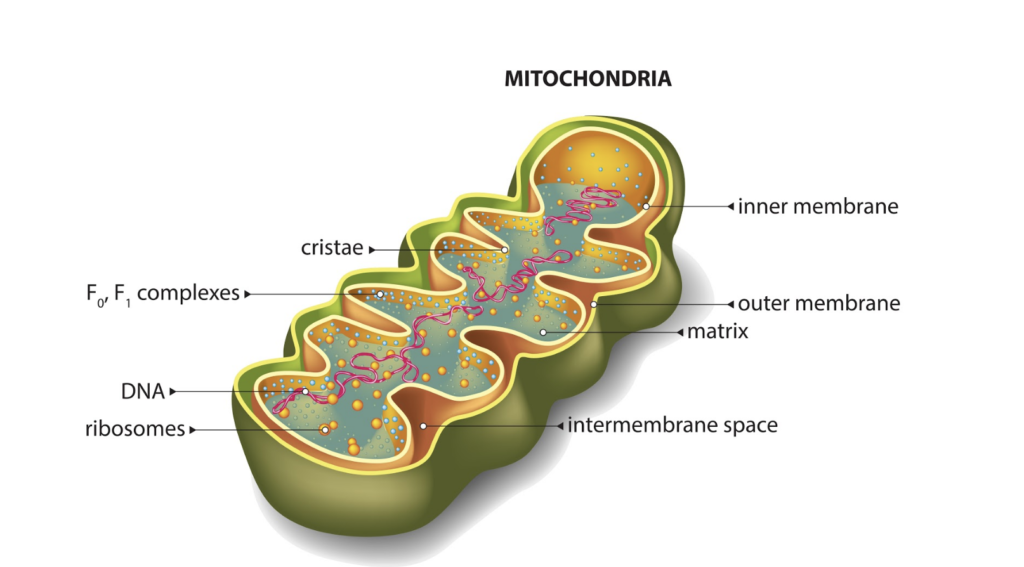 mitochondrial